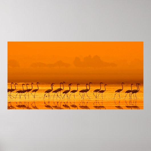 Grotere vliegers (Phoenicopterus roseus) lopen Poster (Voorkant)