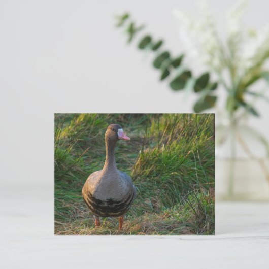 Grotere witte gans briefkaart (Staand voorkant)