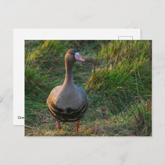 Grotere witte gans briefkaart (Voorkant / Achterkant)