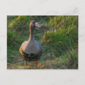 Grotere witte gans briefkaart (Voorkant)