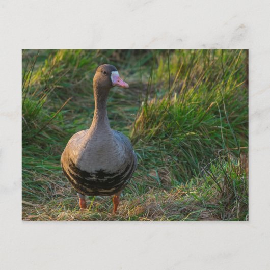 Grotere witte gans briefkaart (Voorkant)