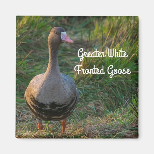 Grotere witte gans magneet (Voorkant)