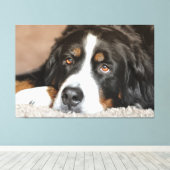 Grotere Zwitserse berghond Canvas Afdruk (Insitu (Houten vloer))