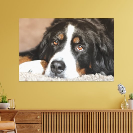 Grotere Zwitserse berghond Canvas Afdruk (Insitu (Woonkamer))