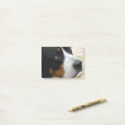 Grotere Zwitserse berghond Post-it® Notes (Op bureau)