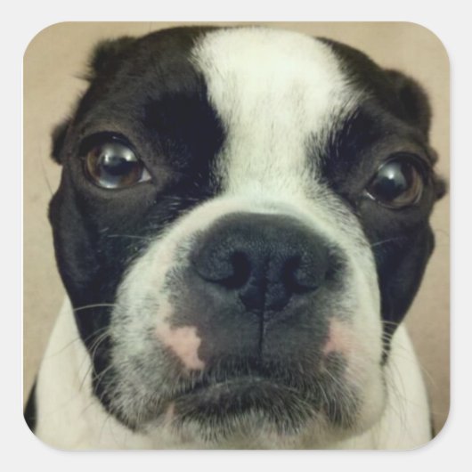 Grouchy Boston Terrier Vierkante Sticker (Voorkant)