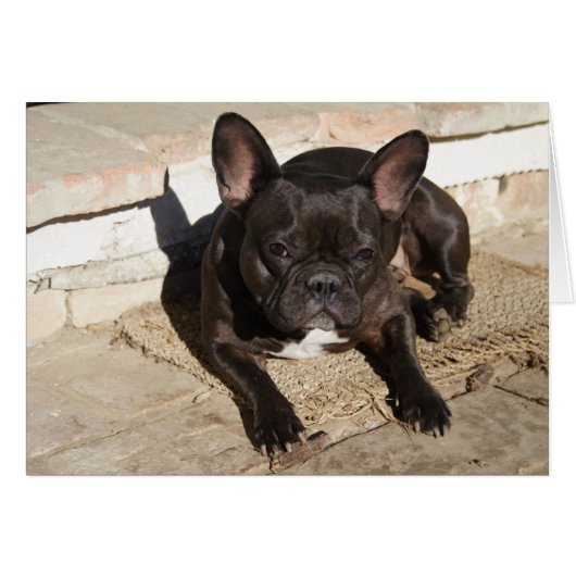 Grouchy French Bulldog (Voorkant Horizontaal)