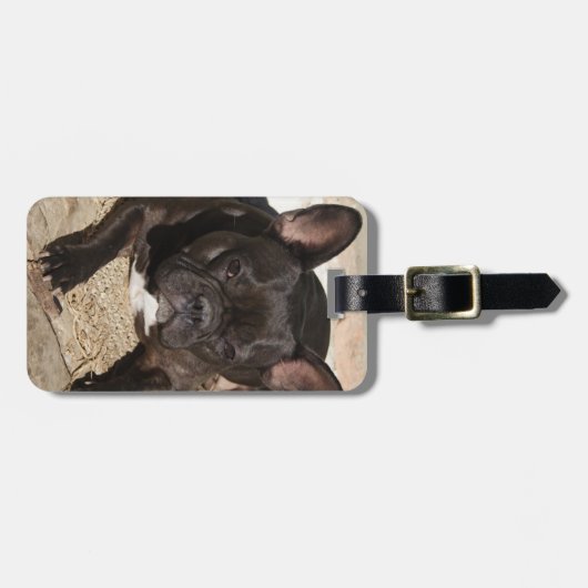 Grouchy French Bulldog Bagagelabel (Voorkant horizontaal)