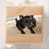 Grouchy French Bulldog Etiket (Insitu)