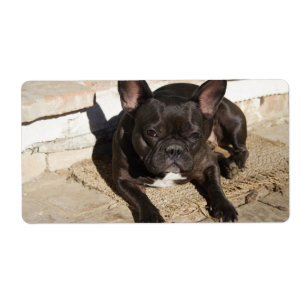 Grouchy French Bulldog Etiket