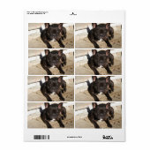 Grouchy French Bulldog Etiket (Full Sheet)