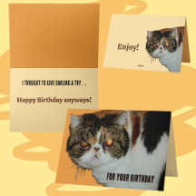 Grouchy Grumpy Cat Exotic Perzische grappige verja