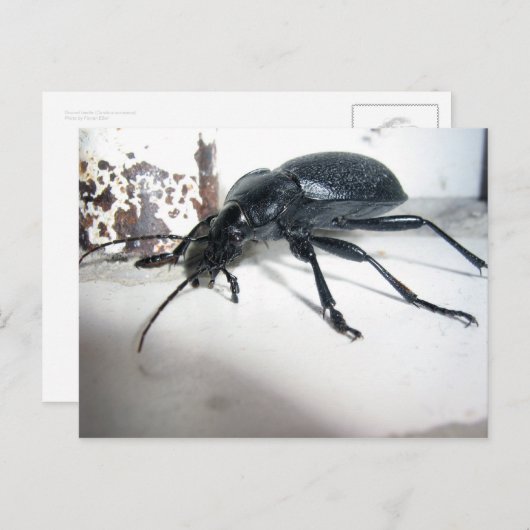 Ground Beetle Briefkaart (Voorkant / Achterkant)