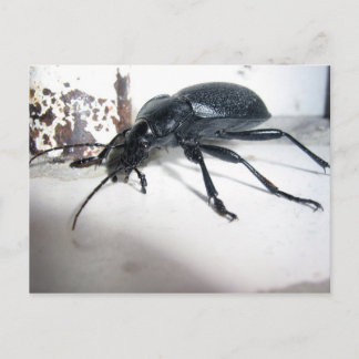 Ground Beetle Briefkaart