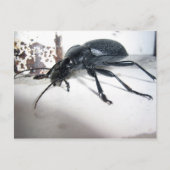Ground Beetle Briefkaart (Voorkant)