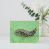 Ground Beetle Larva Briefkaart. Briefkaart (Staand voorkant)