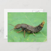 Ground Beetle Larva Briefkaart. Briefkaart (Voorkant / Achterkant)