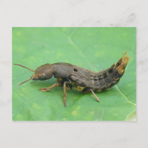 Ground Beetle Larva Briefkaart. Briefkaart