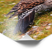 Ground Foraging Male Red-Shafted Northern Flicker Foto Afdruk (Hoek)