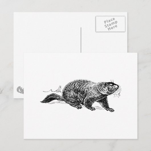 Ground Hog Briefkaart