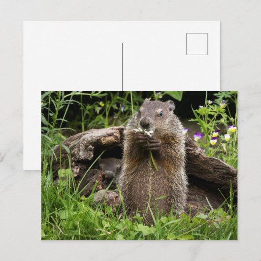 Ground Hog Munching op een Bloer Briefkaart (Voorkant / Achterkant)