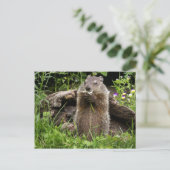 Ground Hog Munching op een Bloer Briefkaart (Staand voorkant)