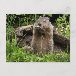 Ground Hog Munching op een Bloer Briefkaart
