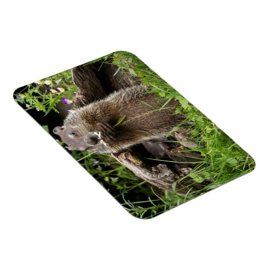 Ground Hog Munching op een Bloer Magneet (Rechterzijde)