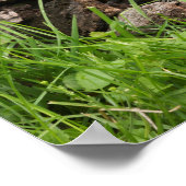 Ground Hog Munching op een Bloer Poster (Hoek)