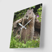 Ground Hog Munching op een Bloer Vierkante Klok (Hoek)