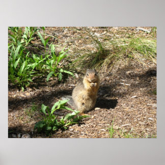 Ground Squirrel 4 Foto afdrukken Poster