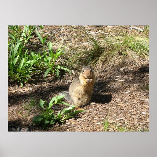 Ground Squirrel 4 Foto afdrukken Poster (Voorkant)