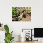 Ground Squirrel 4 Foto afdrukken Poster (Thuiskantoor)