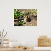 Ground Squirrel 4 Foto afdrukken Poster (Keuken)