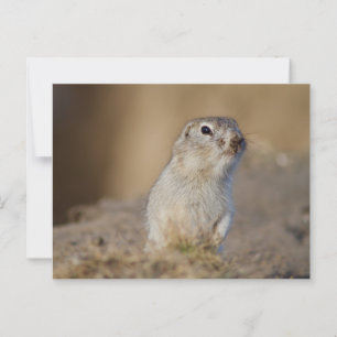 Ground Squirrel Briefkaart