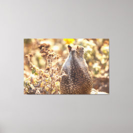 Ground Squirrel Canvas Afdruk
