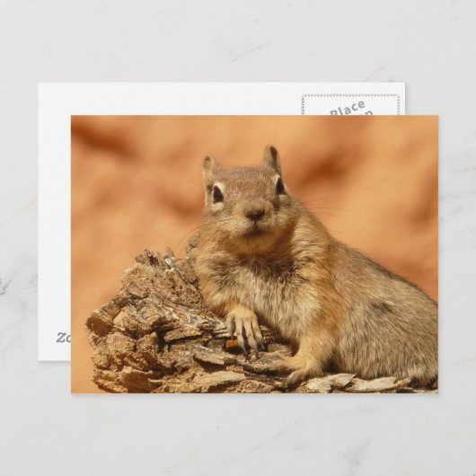 Ground Squirrel Foto Briefkaart (Voorkant / Achterkant)