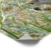 Ground Squirrel, Rocky Mountain National Park Poster (Hoek)