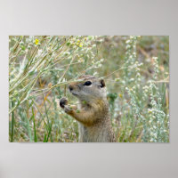 Ground Squirrel, Rocky Mountain National Park