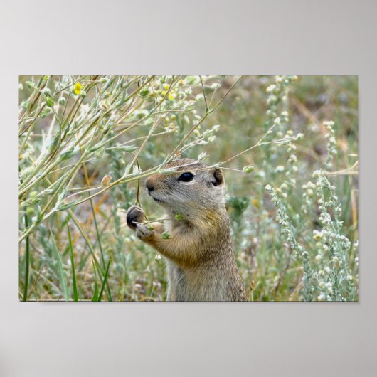 Ground Squirrel, Rocky Mountain National Park Poster (Voorkant)