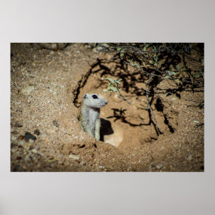 Ground Squirrel uit Tucson Arizona Poster