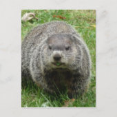 Groundhoetsen Briefkaart (Voorkant)