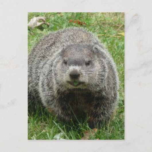 Groundhoetsen Briefkaart (Voorkant)