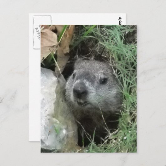 Groundhog Day Briefkaart (Voorkant / Achterkant)