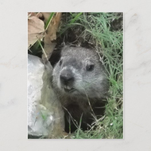 Groundhog Day Briefkaart (Voorkant)