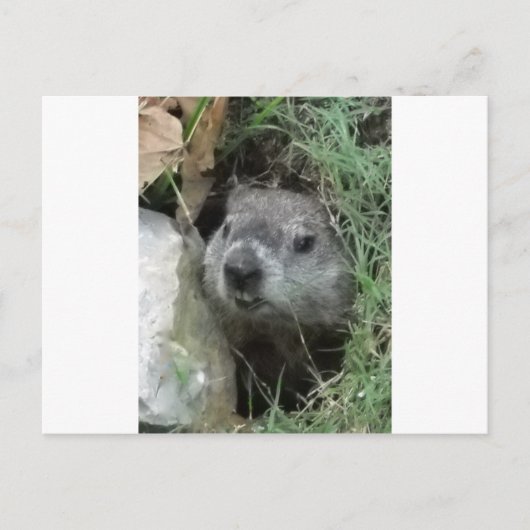 Groundhog Day Briefkaart (Voorkant)