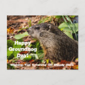 Groundhog Day Briefkaart (Voorkant)