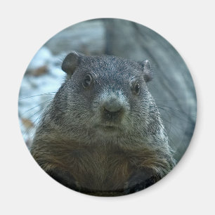 Groundhog Day! Magneet