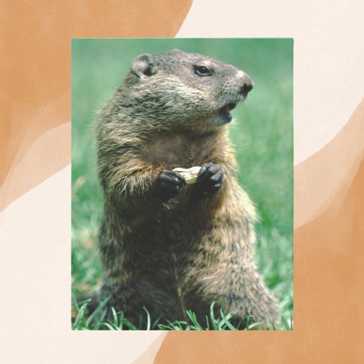 Groundhog Eating Peanut Briefkaart