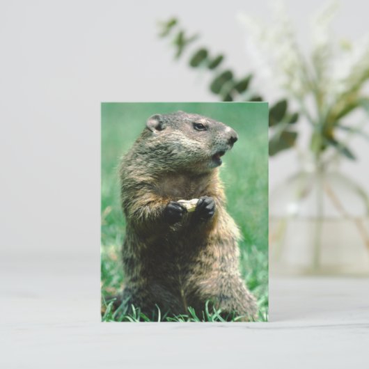 Groundhog Eating Peanut Briefkaart (Staand voorkant)